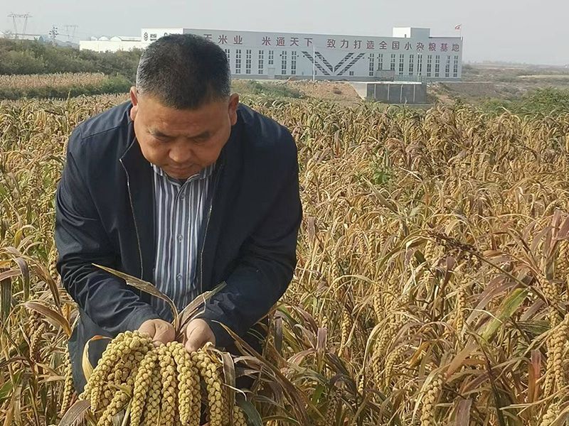 從“不愁種”到“不愁賣” 安陽小米“抻”長產業鏈